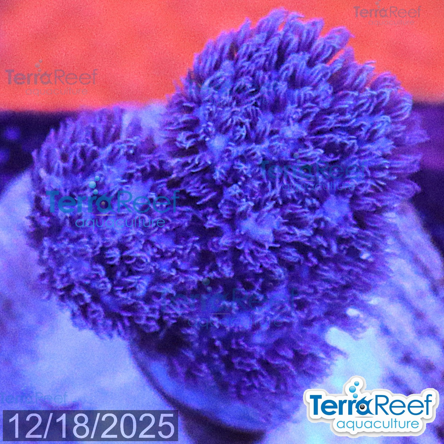 Soft Coral Finger Leather Sinularia WYSIWYG Frag 11Left
