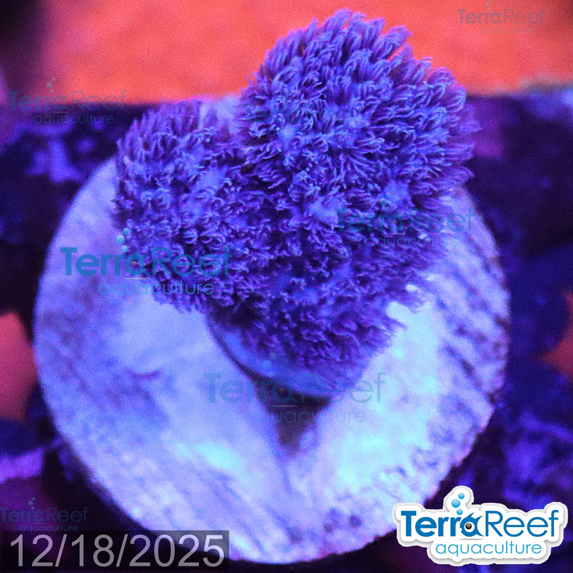 Soft Coral Finger Leather Sinularia WYSIWYG Frag 11Left