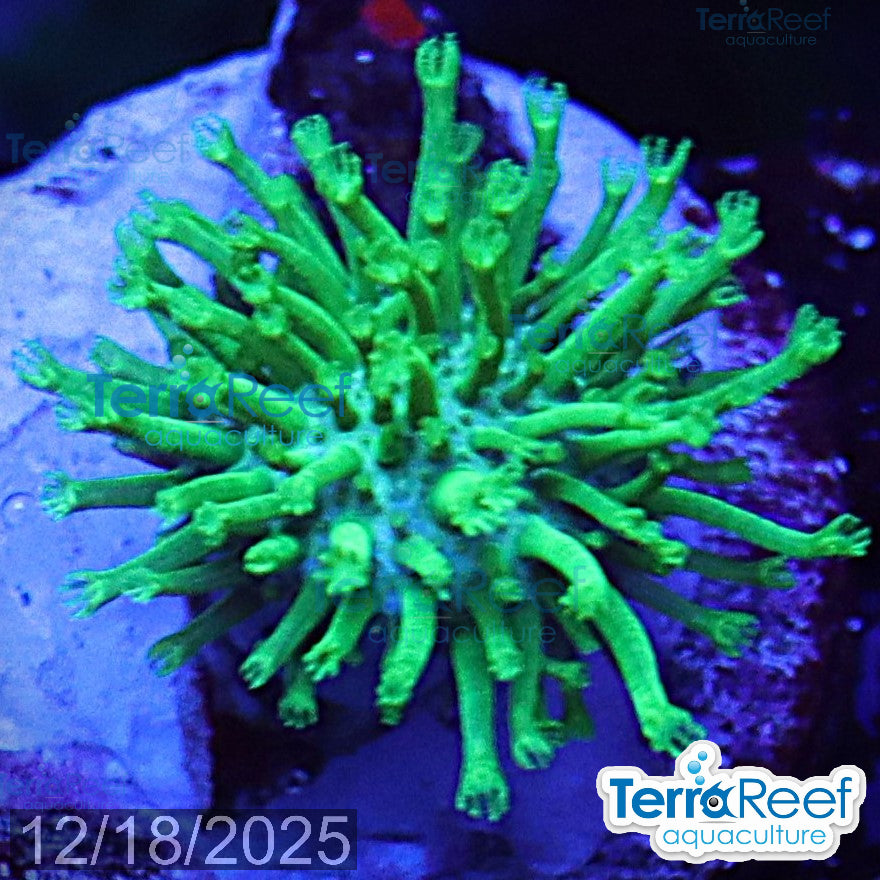 Tyree Green Sarcophyton Toadstool leather WYSIWYG Mini frag 23Middle