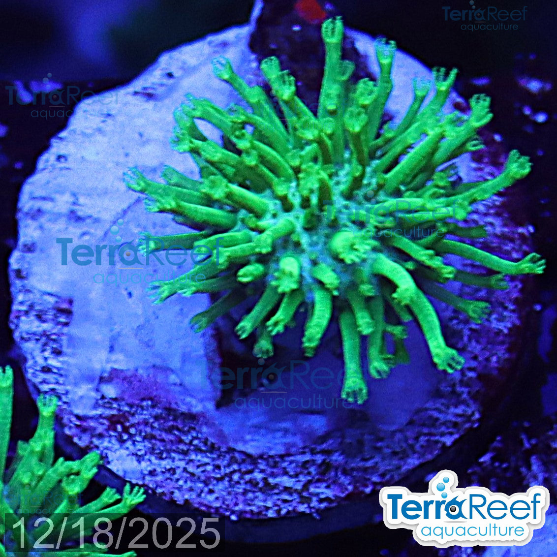 Tyree Green Sarcophyton Toadstool leather WYSIWYG Mini frag 23Middle