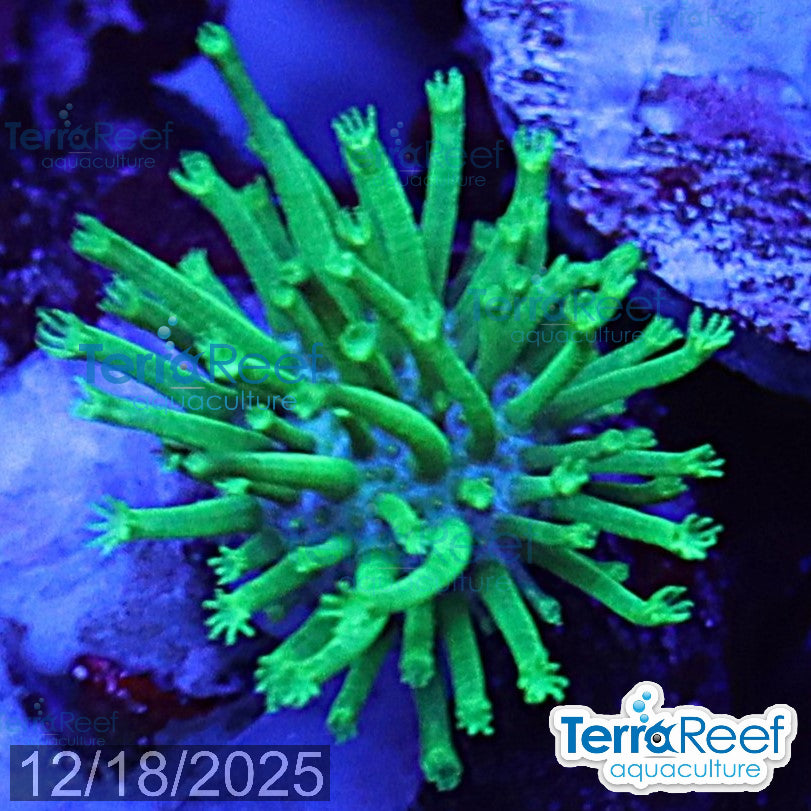 Tyree Green Sarcophyton Toadstool leather WYSIWYG Mini frag 24Left