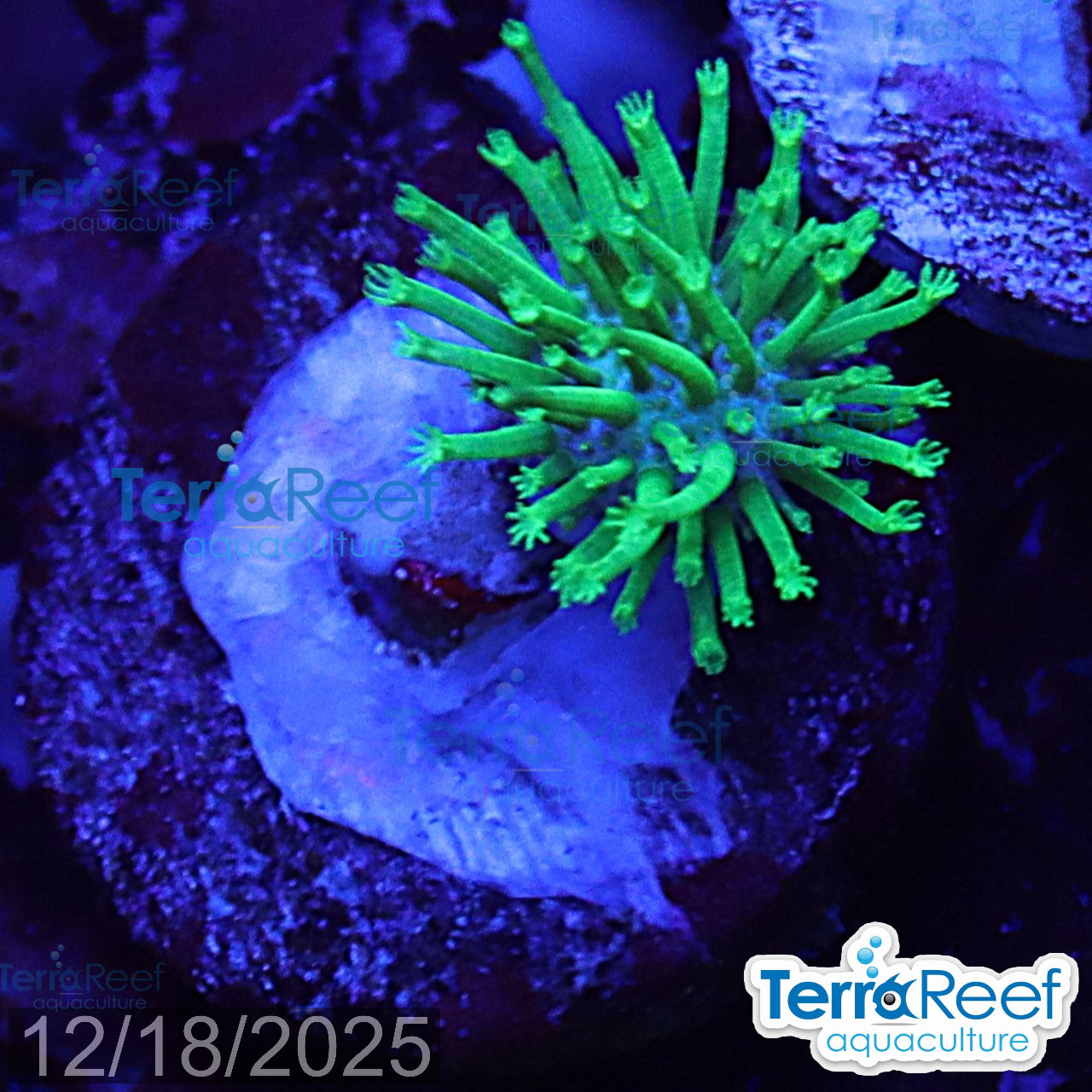 Tyree Green Sarcophyton Toadstool leather WYSIWYG Mini frag 24Left