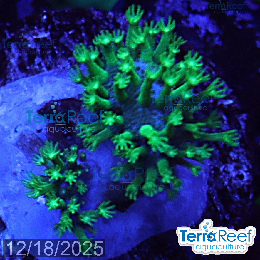 Tyree Green Sarcophyton Toadstool leather WYSIWYG Mini frag 22Right