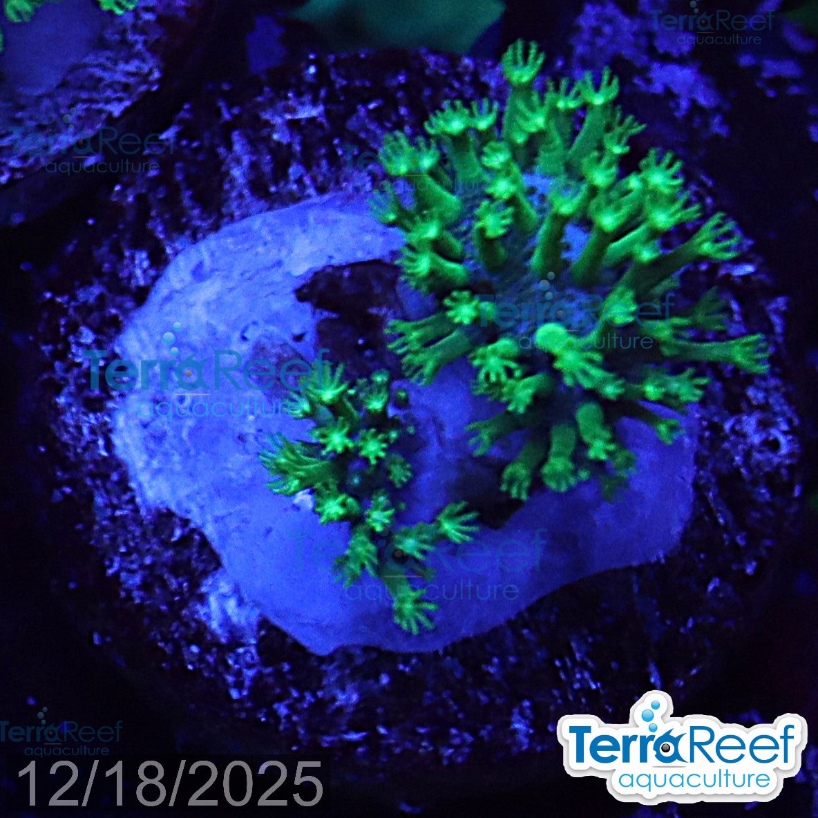 Tyree Green Sarcophyton Toadstool leather WYSIWYG Mini frag 22Right