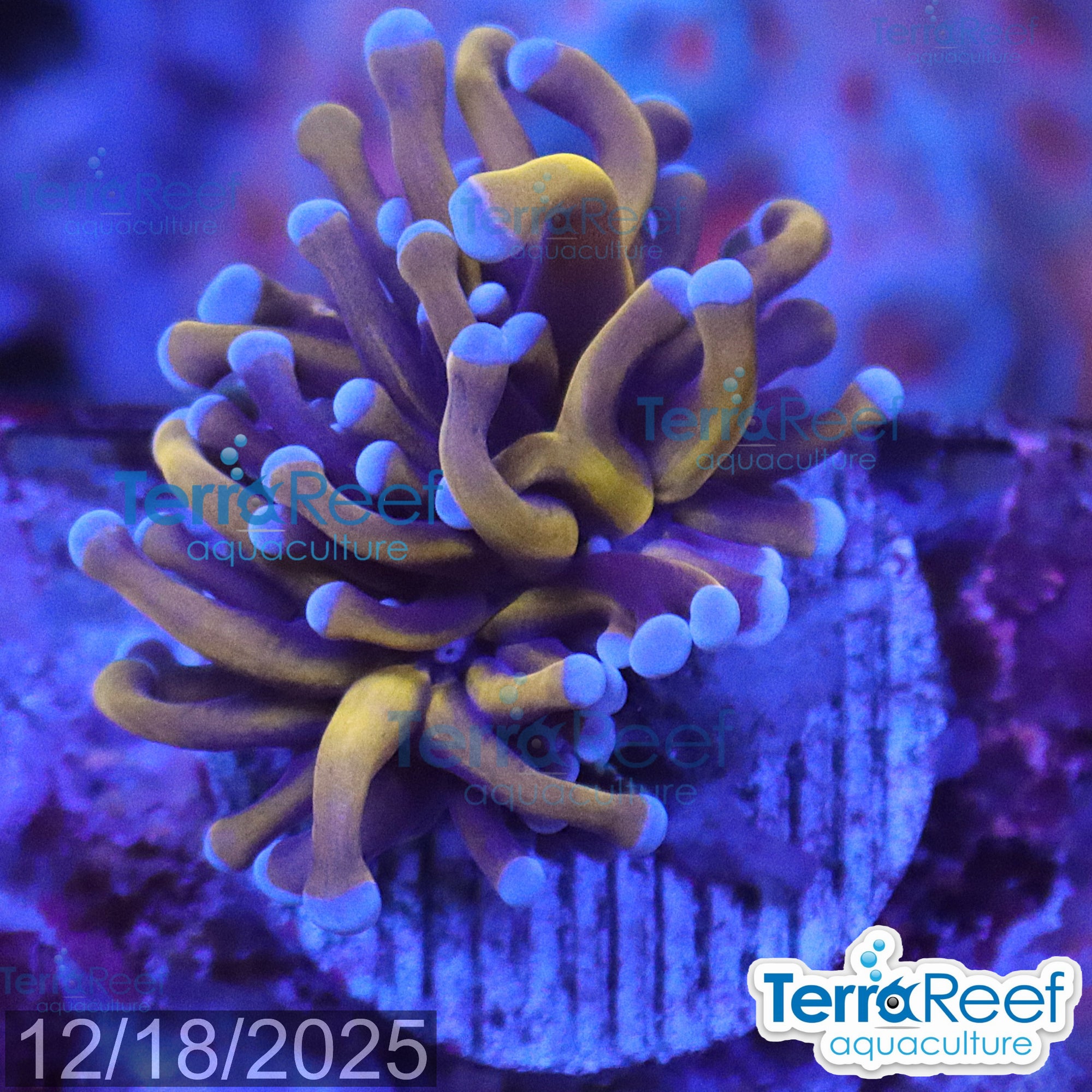 Aussie Gold Torch Coral WYSIWYG 27Tiny