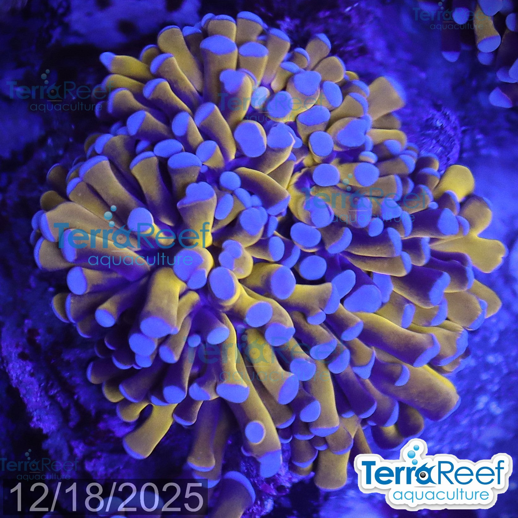 Aussie Gold Torch Coral WYSIWYG 23Right