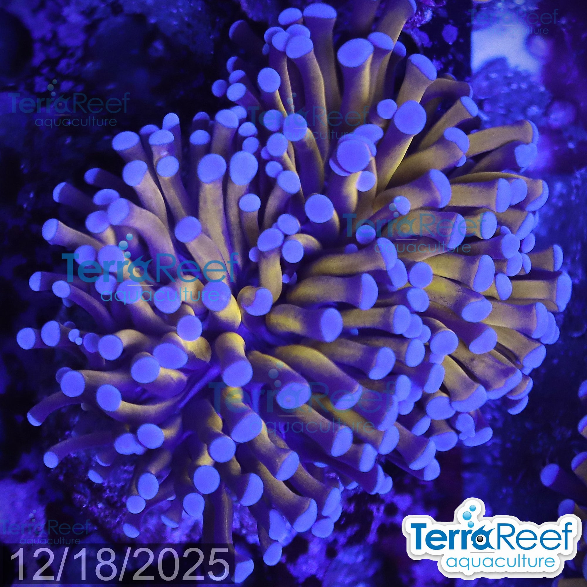 Aussie Gold Torch Coral WYSIWYG 28Large
