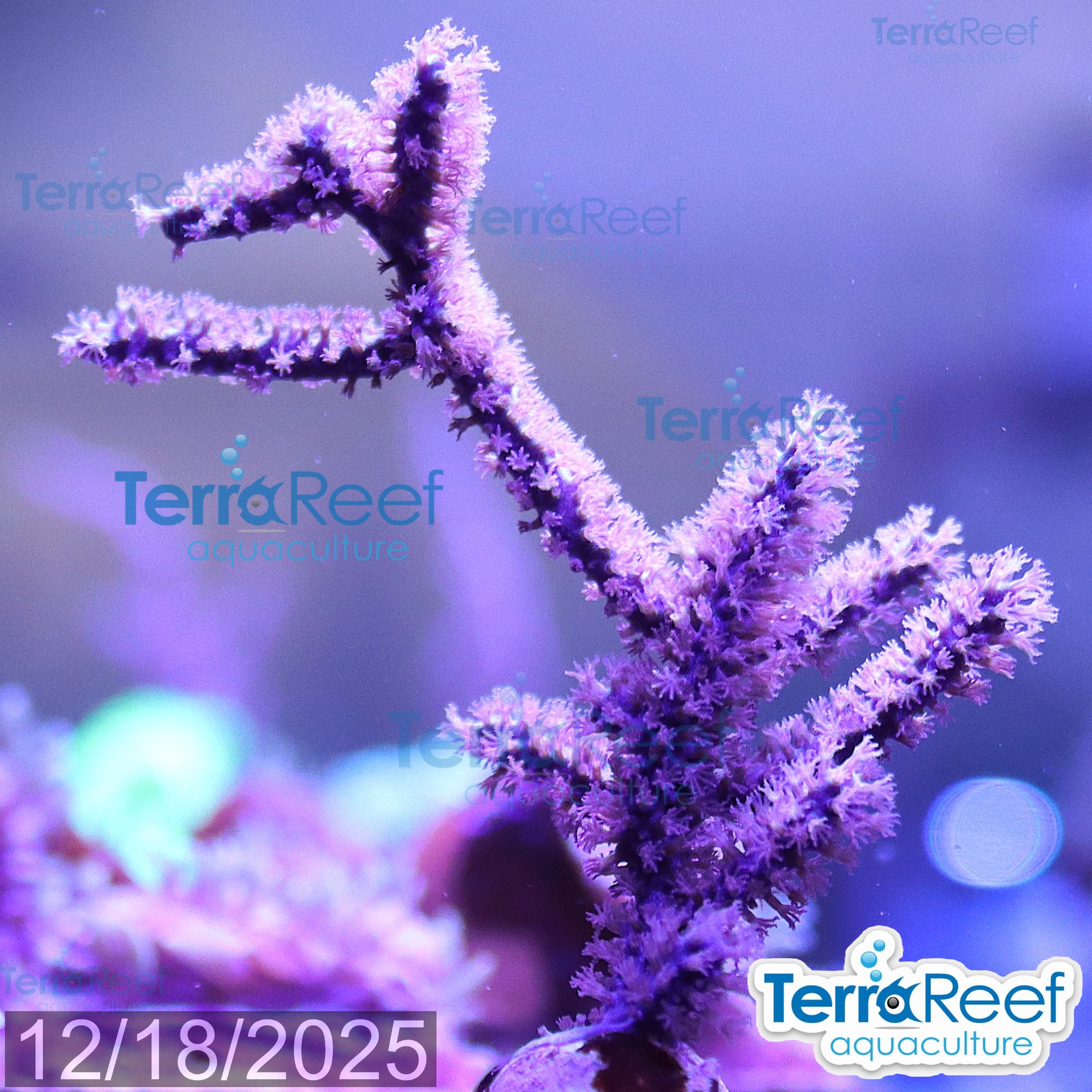 Dark Purple Gorgonian WYSIWYG Frag 10L