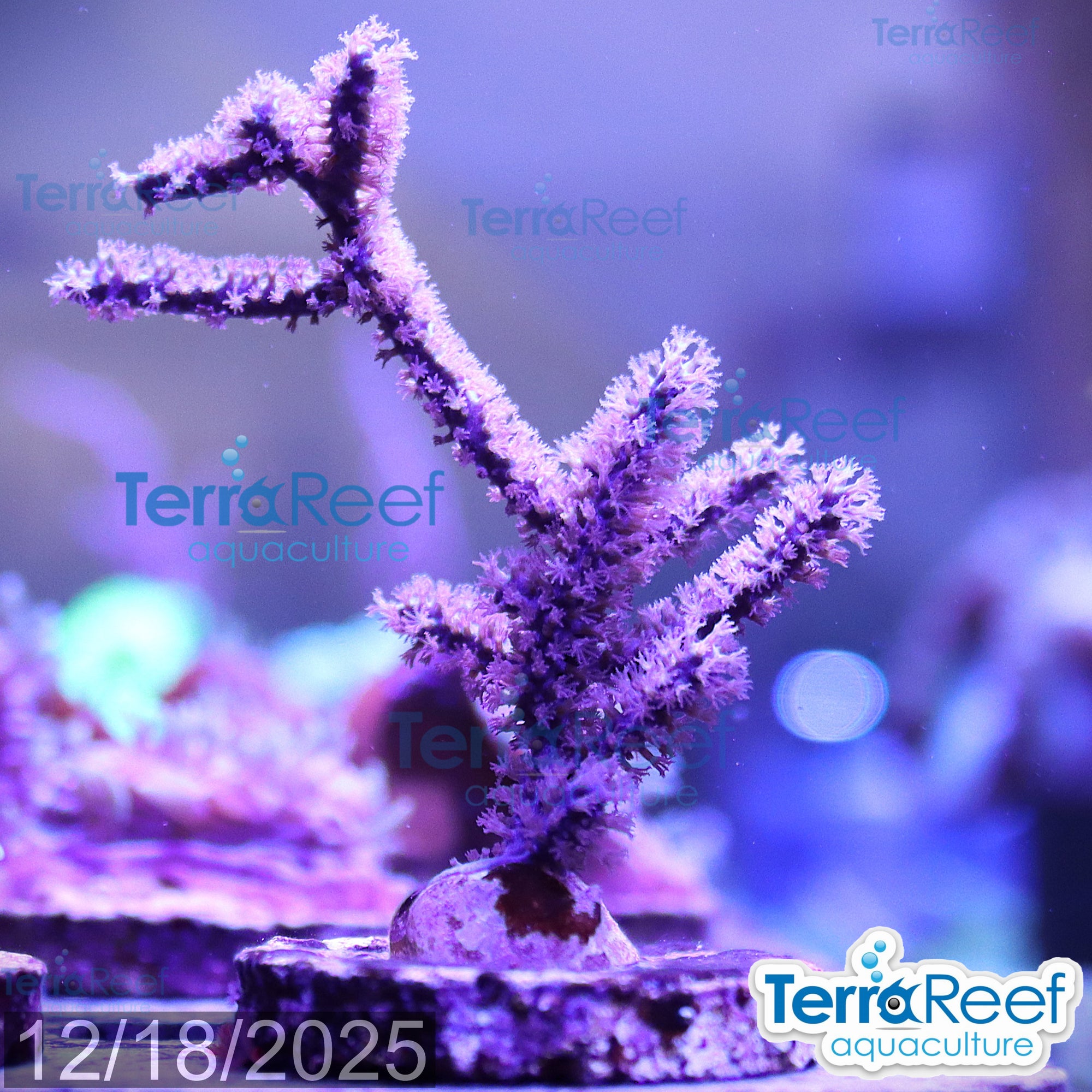 Dark Purple Gorgonian WYSIWYG Frag 10L