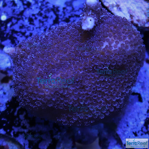 Purple Montipora digitata "digi" Frag Stock