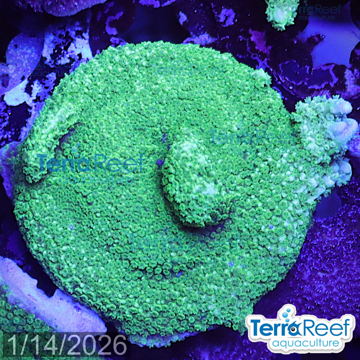 Aquacultured WYSIWYG green Montipora digitata coral frag for reef aquarium