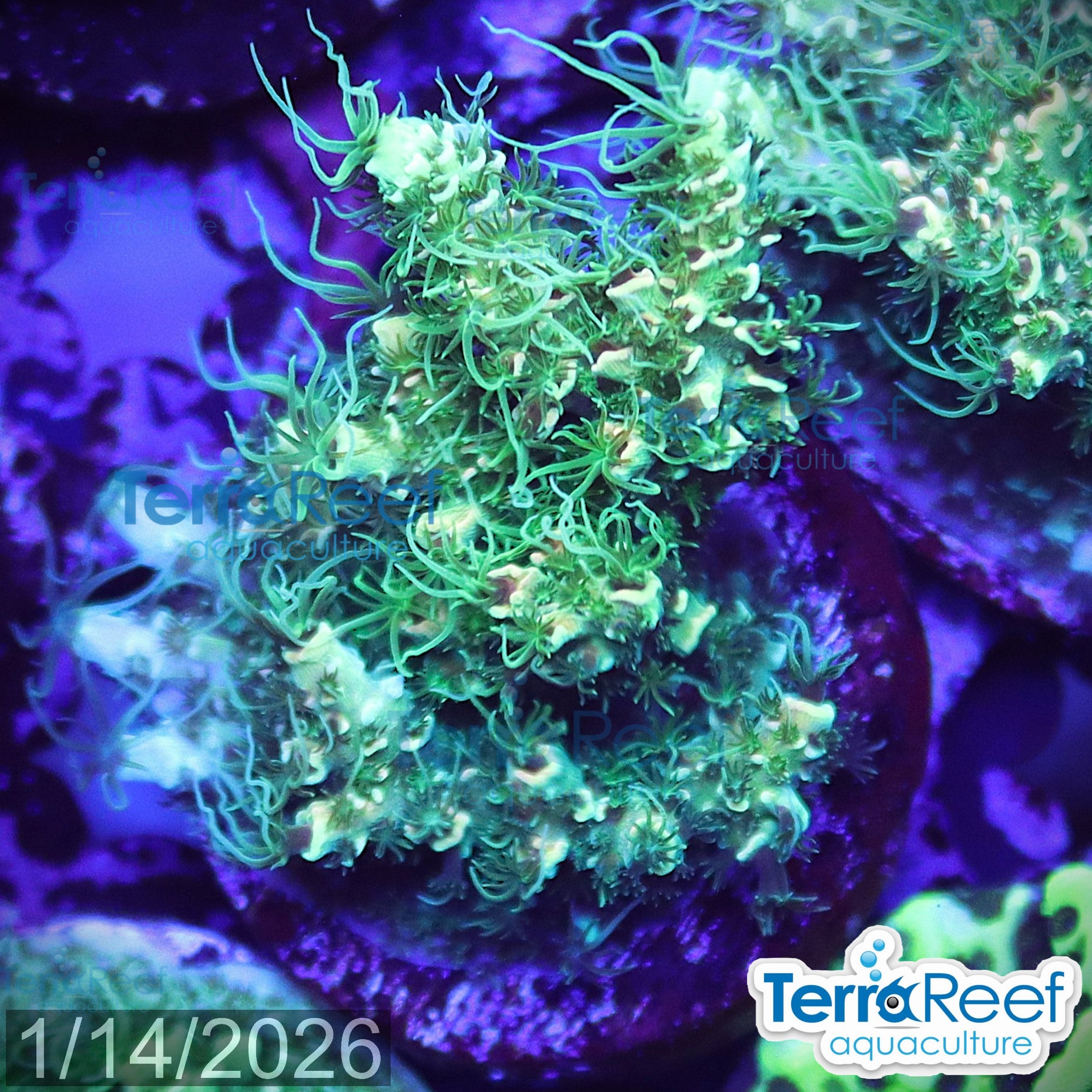 Aquacultured WYSIWYG frilly green Acropora coral frag for reef aquarium
