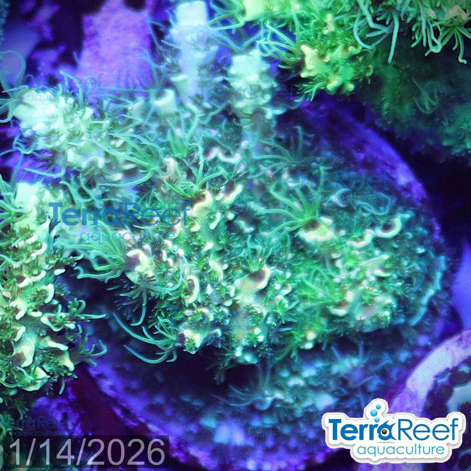 Frilly Green Acropora Acro Coral WYSIWYG Frag 32MidRight