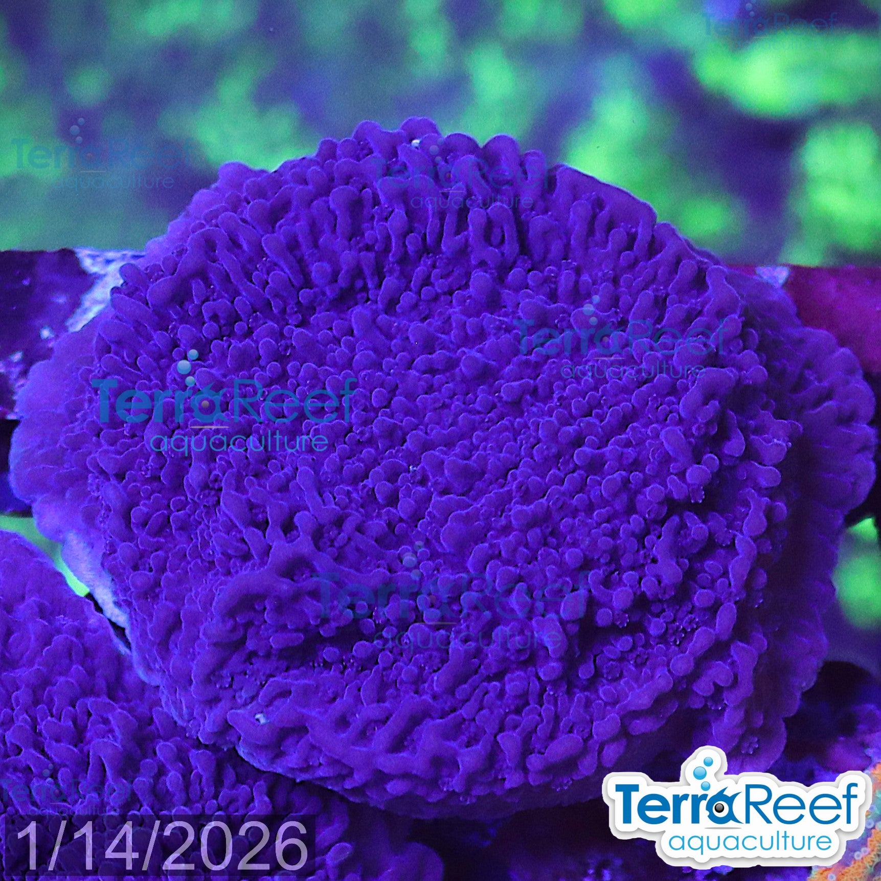 ORA Purple Montipora capricornis Frag Stock