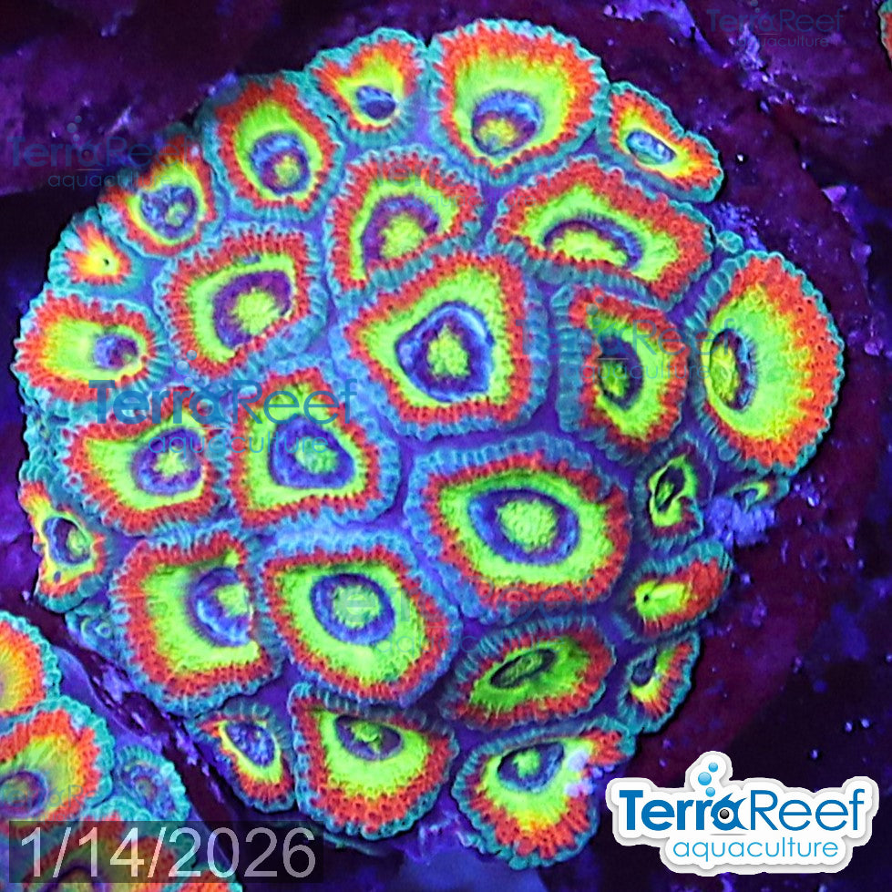 Holy Grail Micromussa Coral WYSIWYG Frag 11LeftMid
