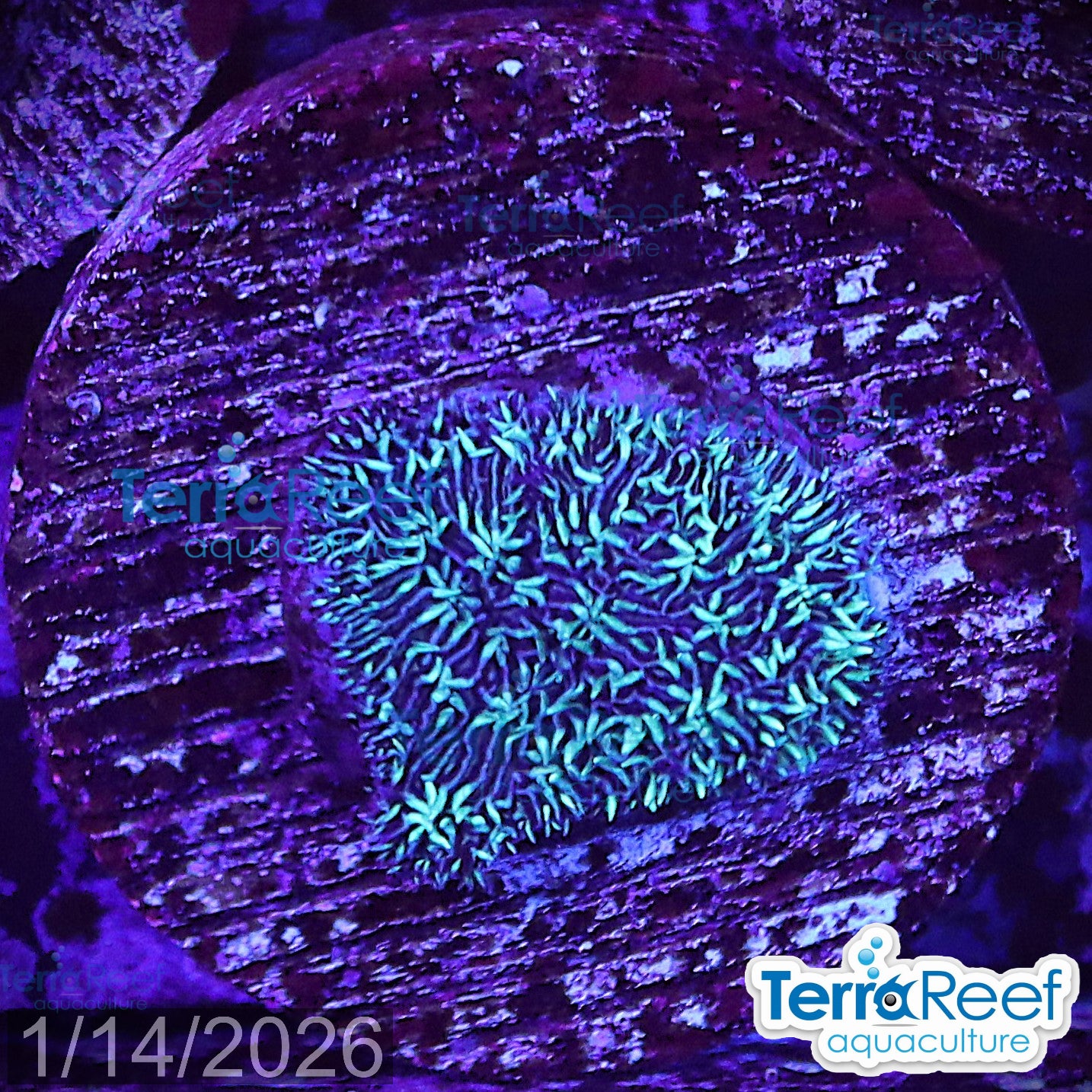 Aquacultured WYSIWYG Shaggy Couch Pavona coral for reef aquarium