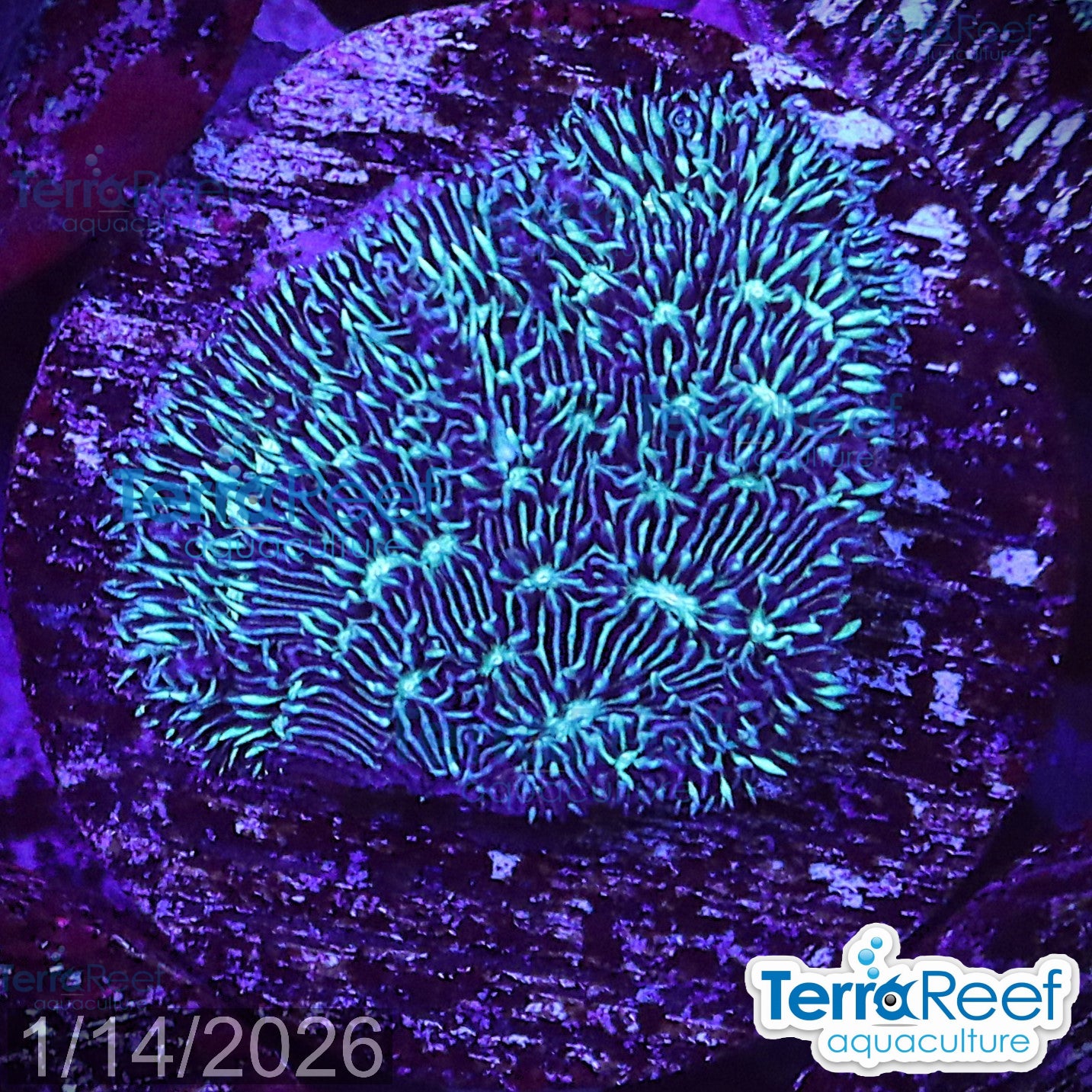 "Shaggy couch Pavona coral" WYSIWYG 8MidLeft