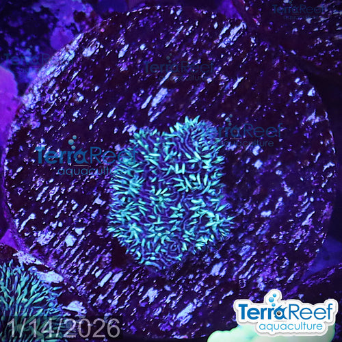 Aquacultured WYSIWYG Shaggy Couch Pavona coral for reef aquarium