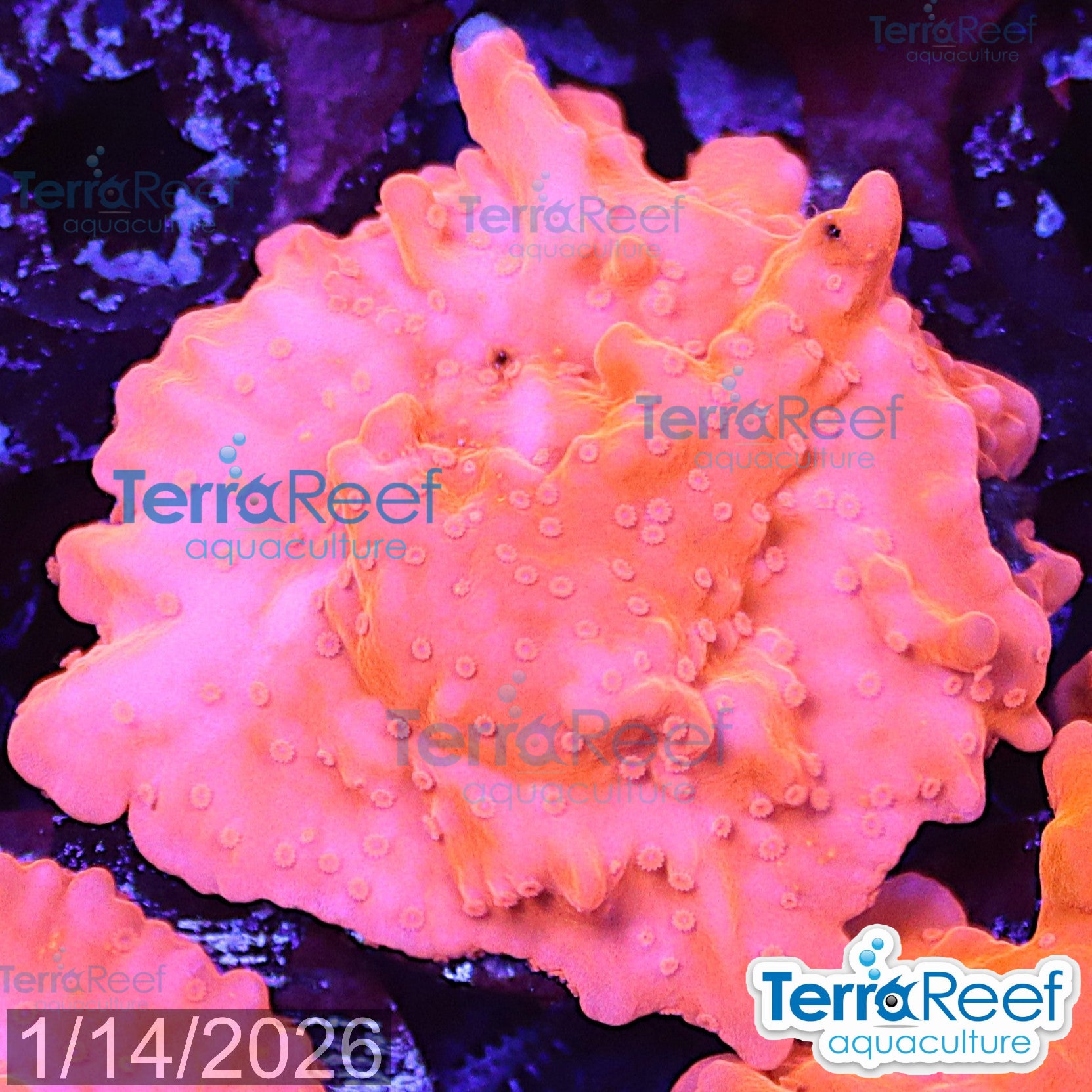 Setosa Coral WYSIWYG Frag 36Center
