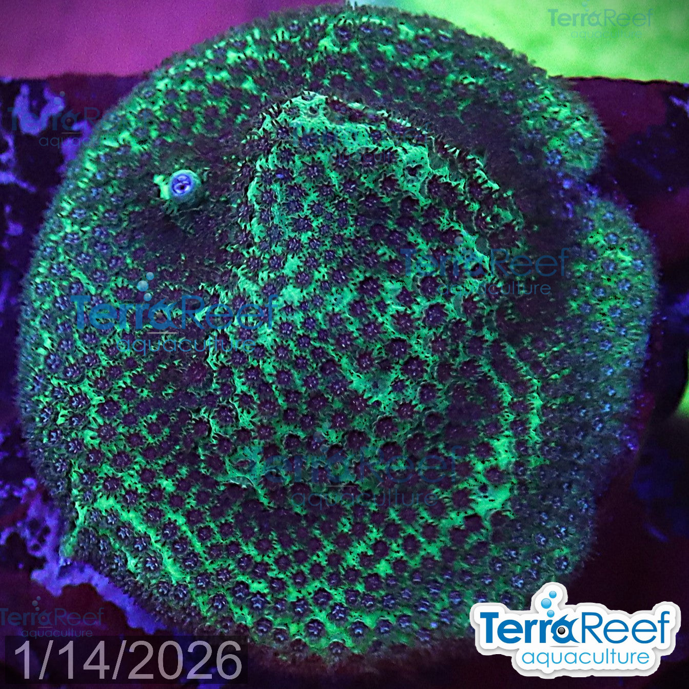 Porites Coral Aquacultured SPS WYSIWYG Frag 9Right