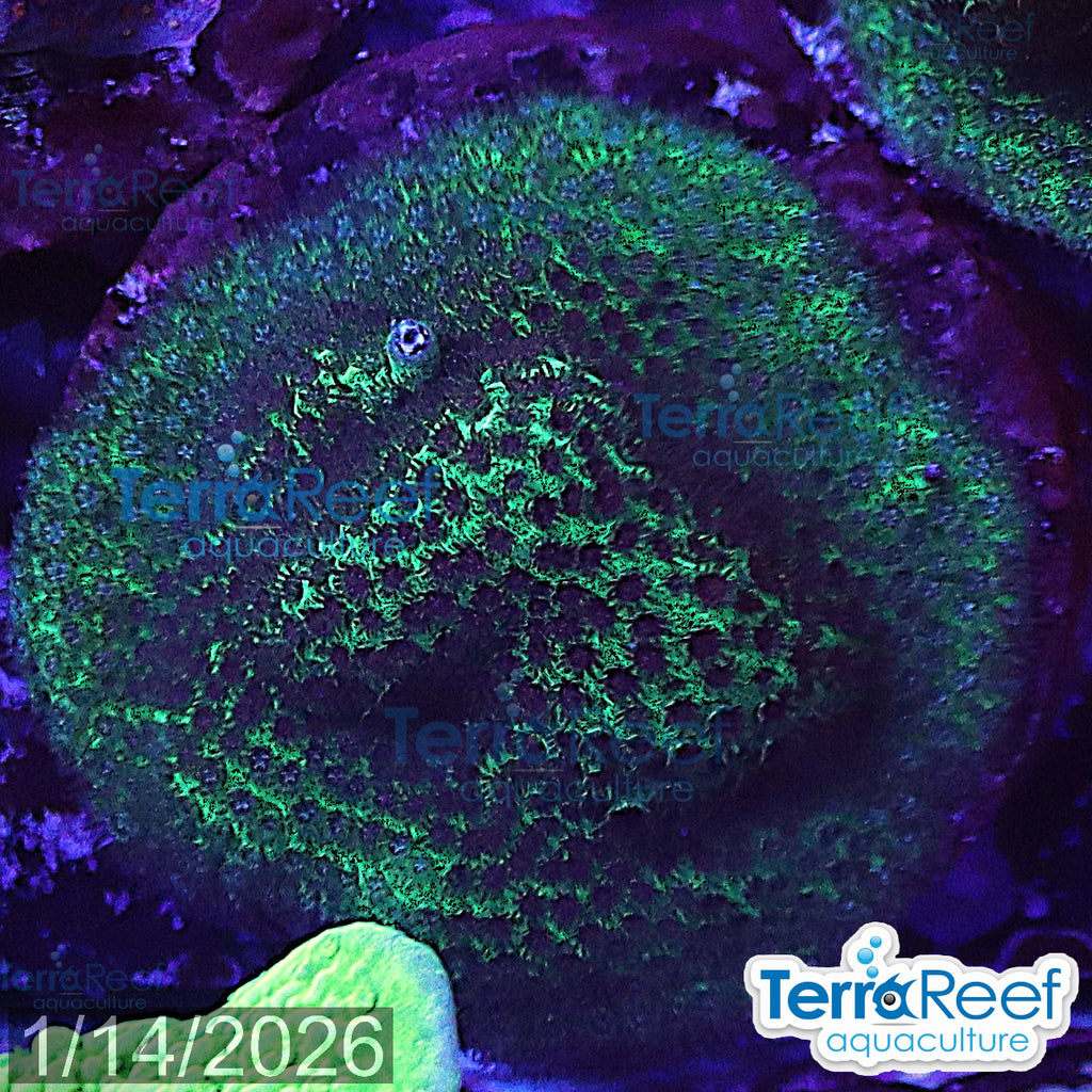 Porites Coral Aquacultured SPS WYSIWYG Frag 11Left