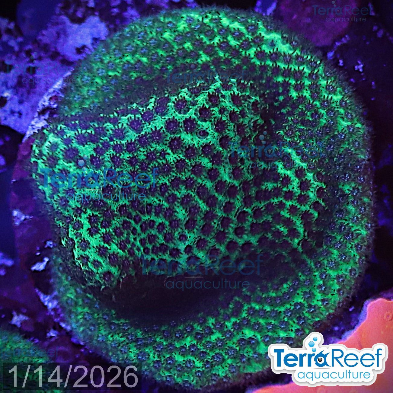 Porites Coral Aquacultured SPS WYSIWYG Frag 10MidLeft