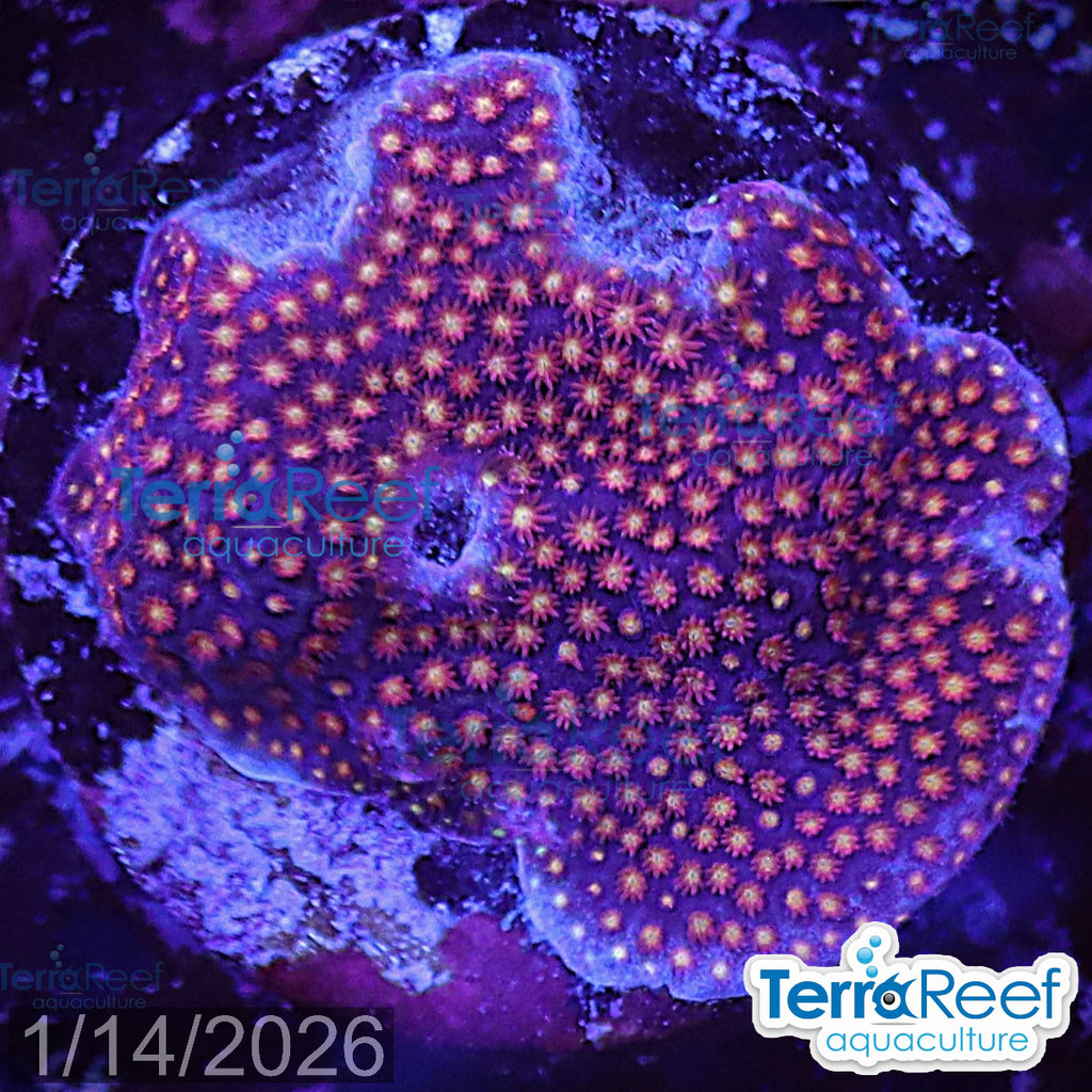 Stardust Stylo aquacultured WYSIWYG Stylocoeniella coral frag for reef aquarium