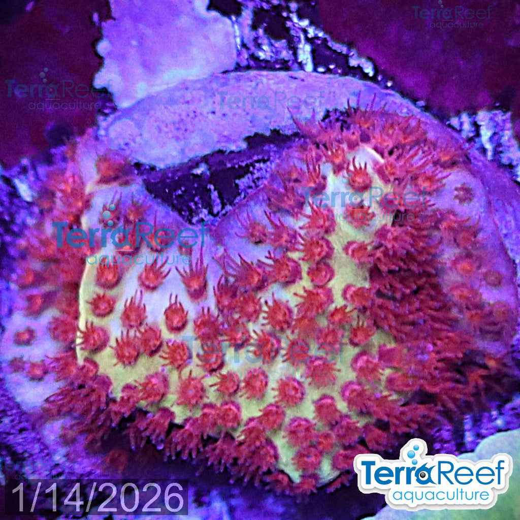 Burning Banana Stylo aquacultured WYSIWYG coral Stylocoeniella frag reef