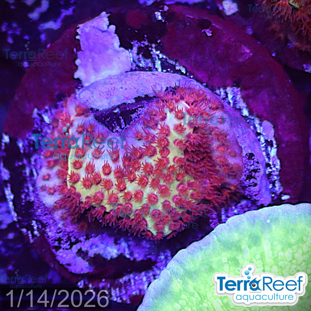 Burning Banana Stylocoeniella WYSIWYG Frag 10Left