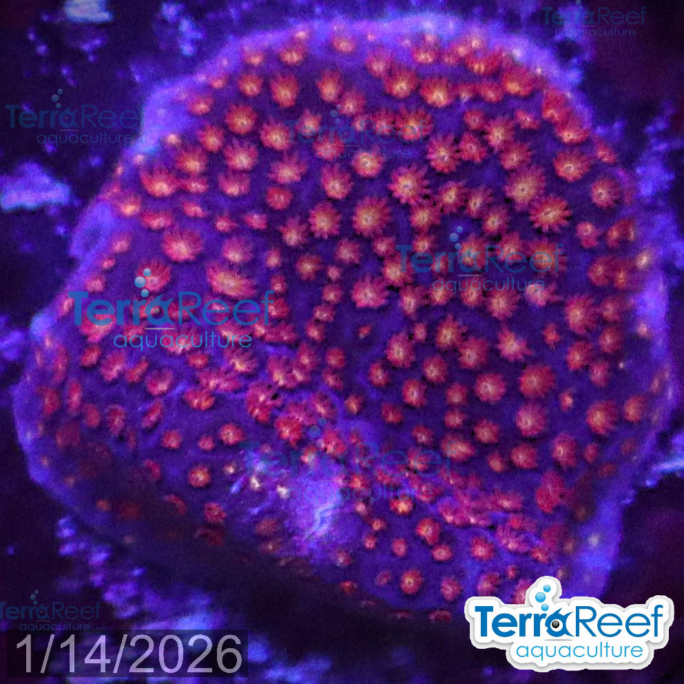 Stardust "Stylo" Stylocoeniella