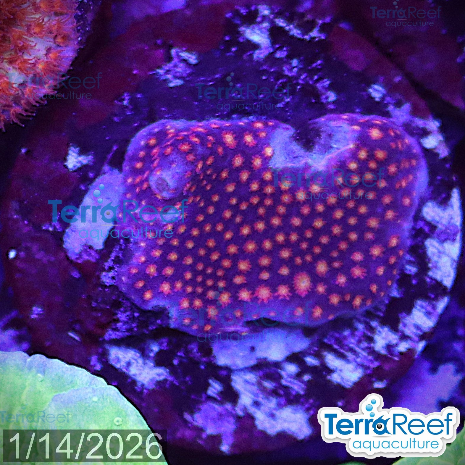 Stardust "Stylo" Stylocoeniella WYSIWYG Frag 8Left