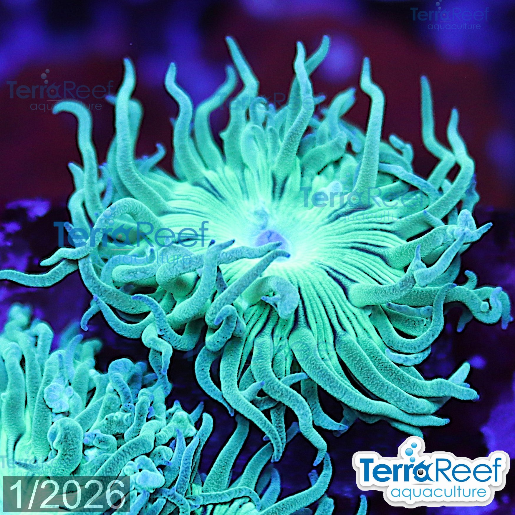 Duncan Coral Duncanopsammia axifuga aquacultured WYSIWYG coral frag for reef tank