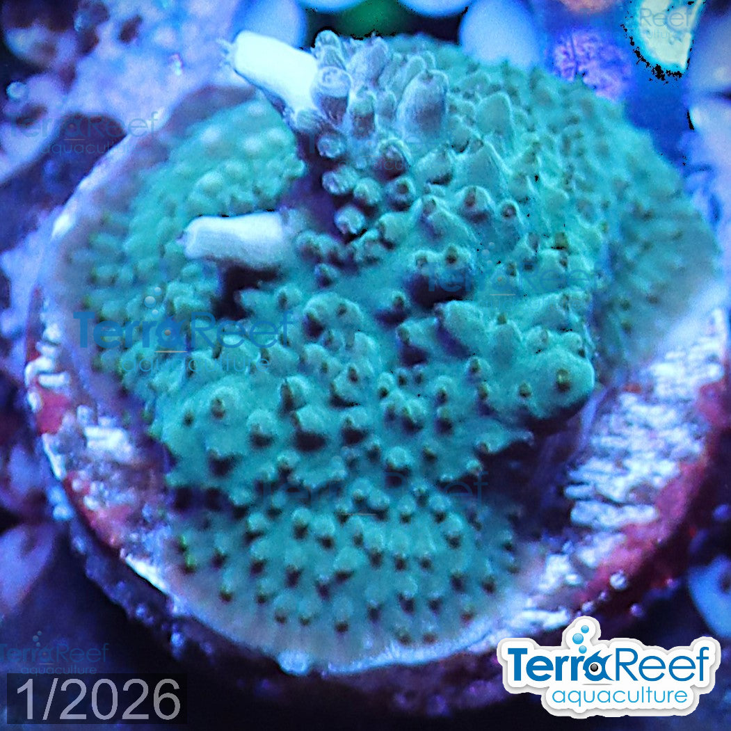 Blue Tip Acropora aquacultured WYSIWYG coral frag for reef aquarium