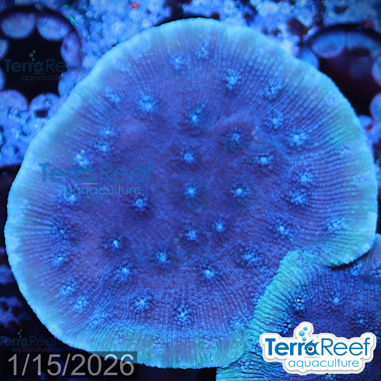 Blue Chalice (Echinopora sp.) WYSIWYG Frag 25Left
