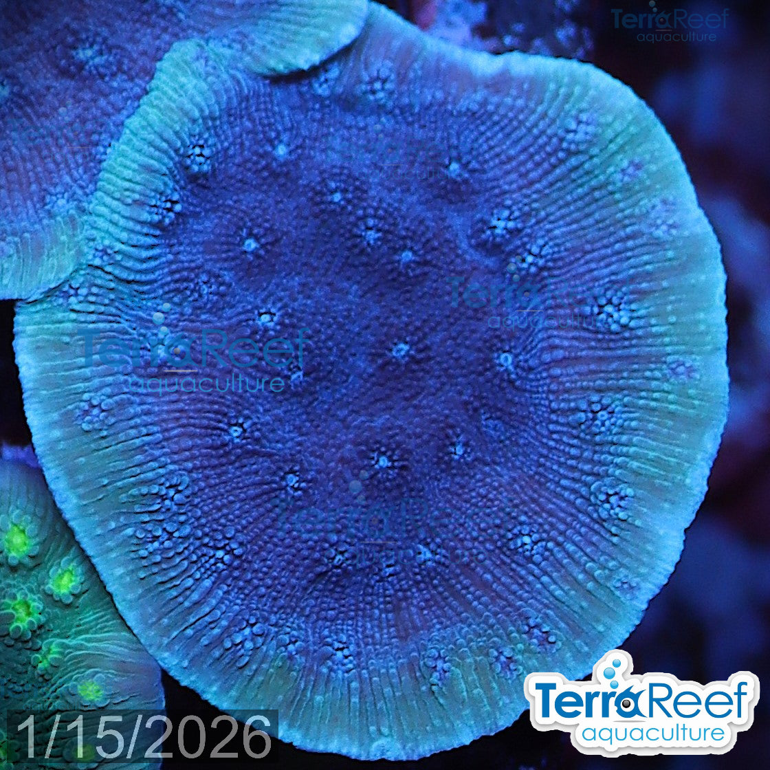 Blue Chalice (Echinopora sp.) WYSIWYG Frag 24Right