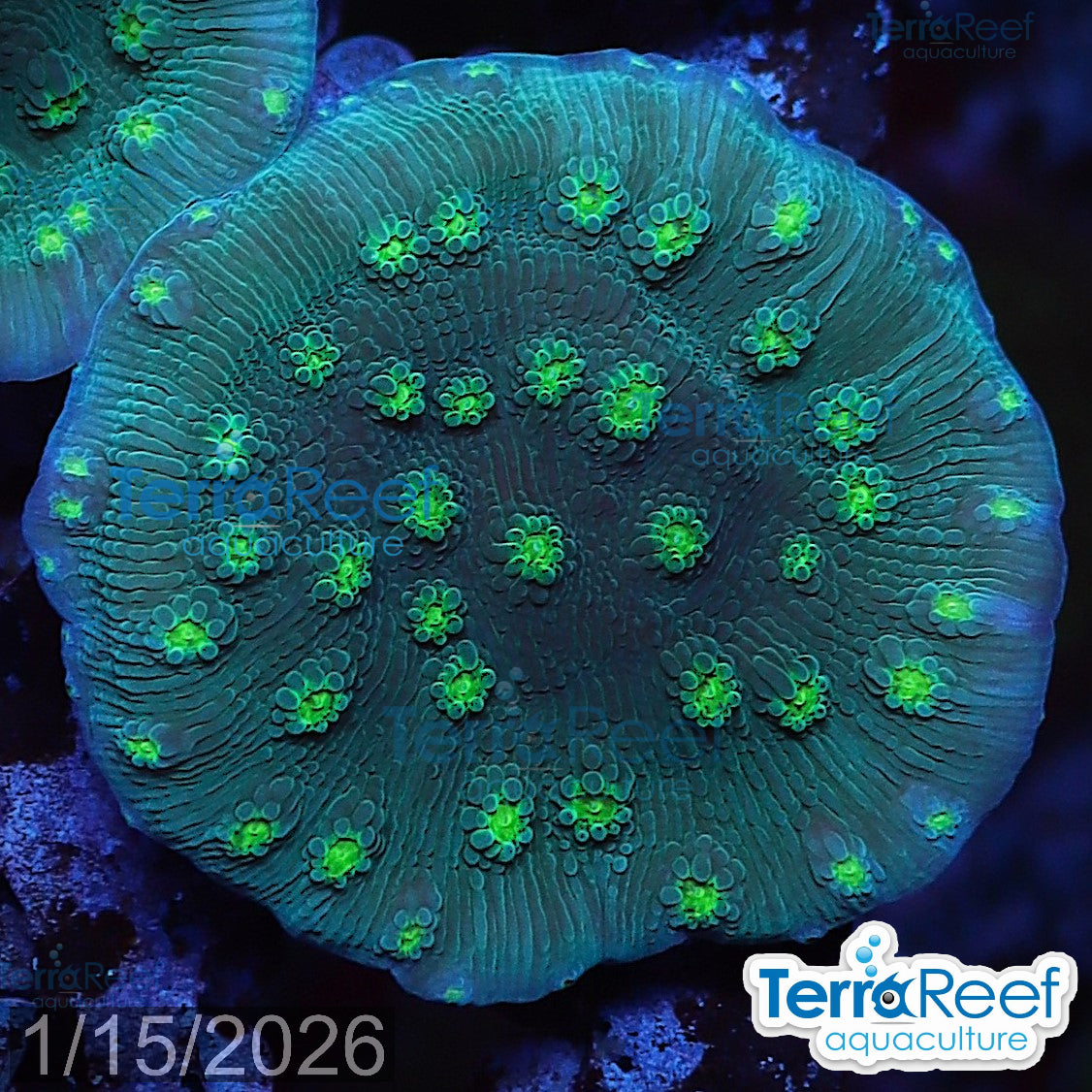 Sprung Stunner Chalice Echinopora aquacultured WYSIWYG coral frag for reef aquarium