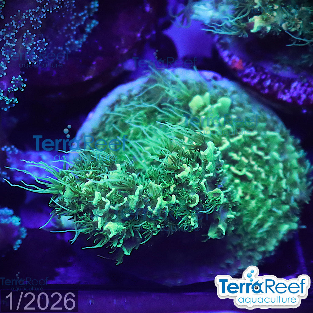 Frilly Green Acropora Acro Coral WYSIWYG Frag 34Left