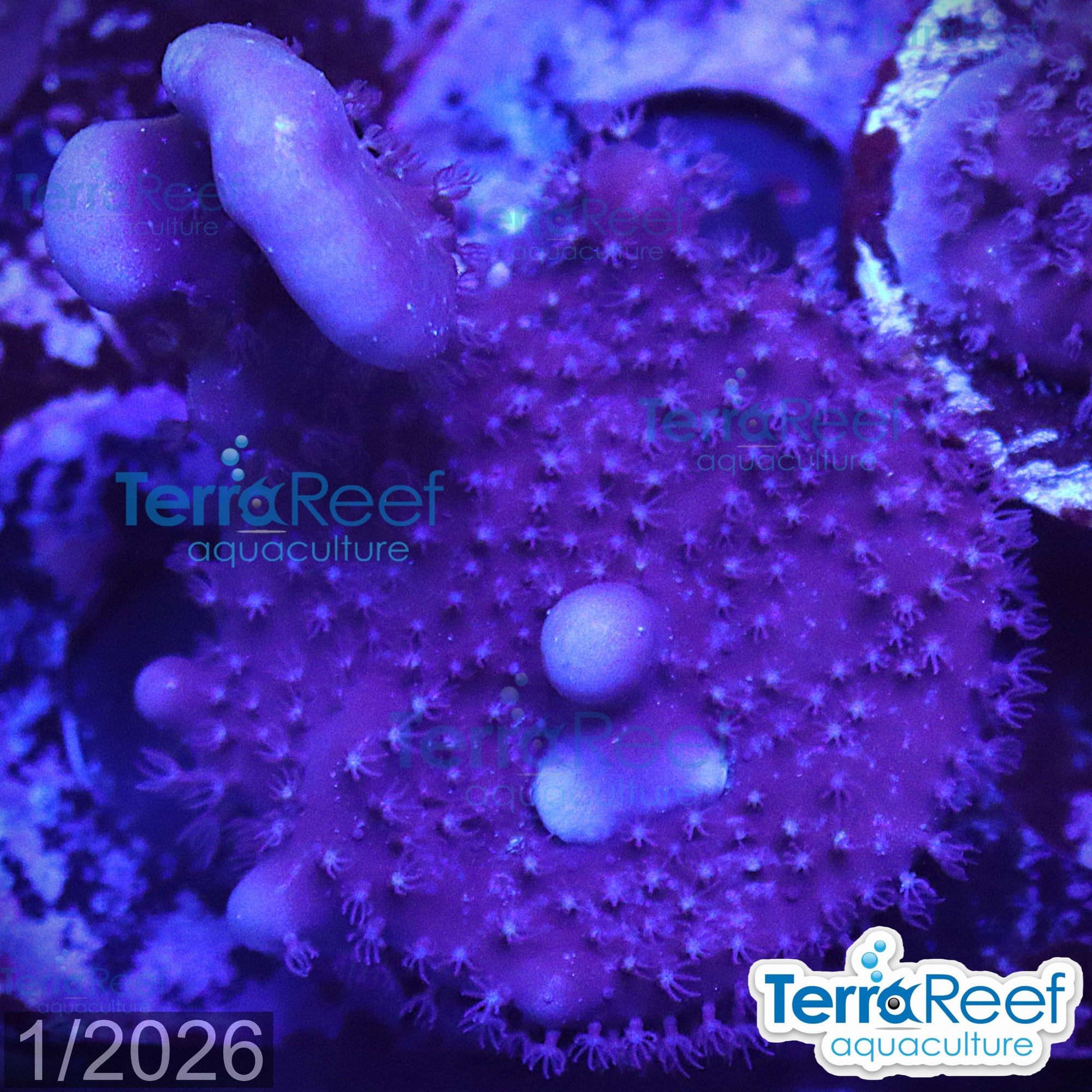 Blue ridge coral WYSIWYG Frag 12Left