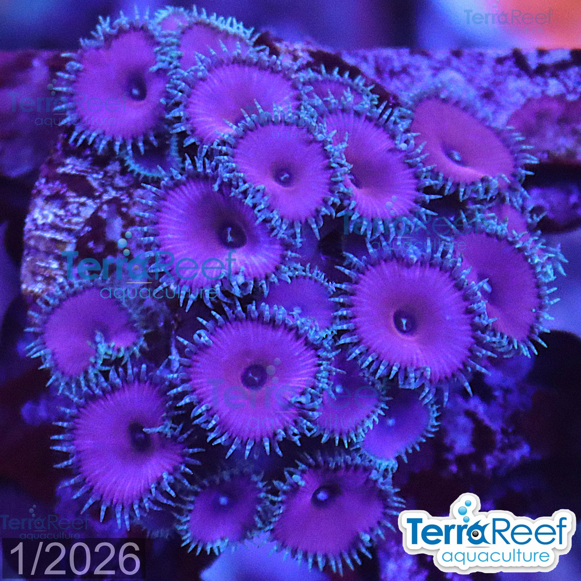 Purple Death Paly WYSIWYG Frag 31Sink