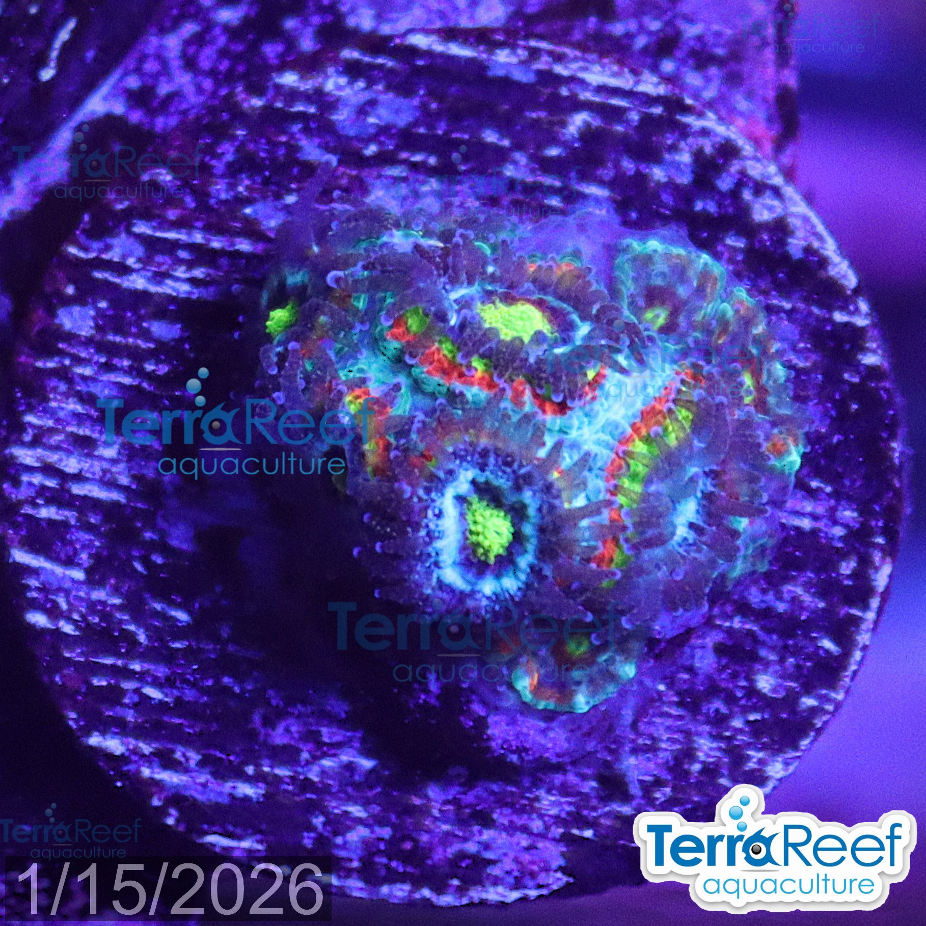 Holy Grail Micromussa Coral WYSIWYG Frag 21Top