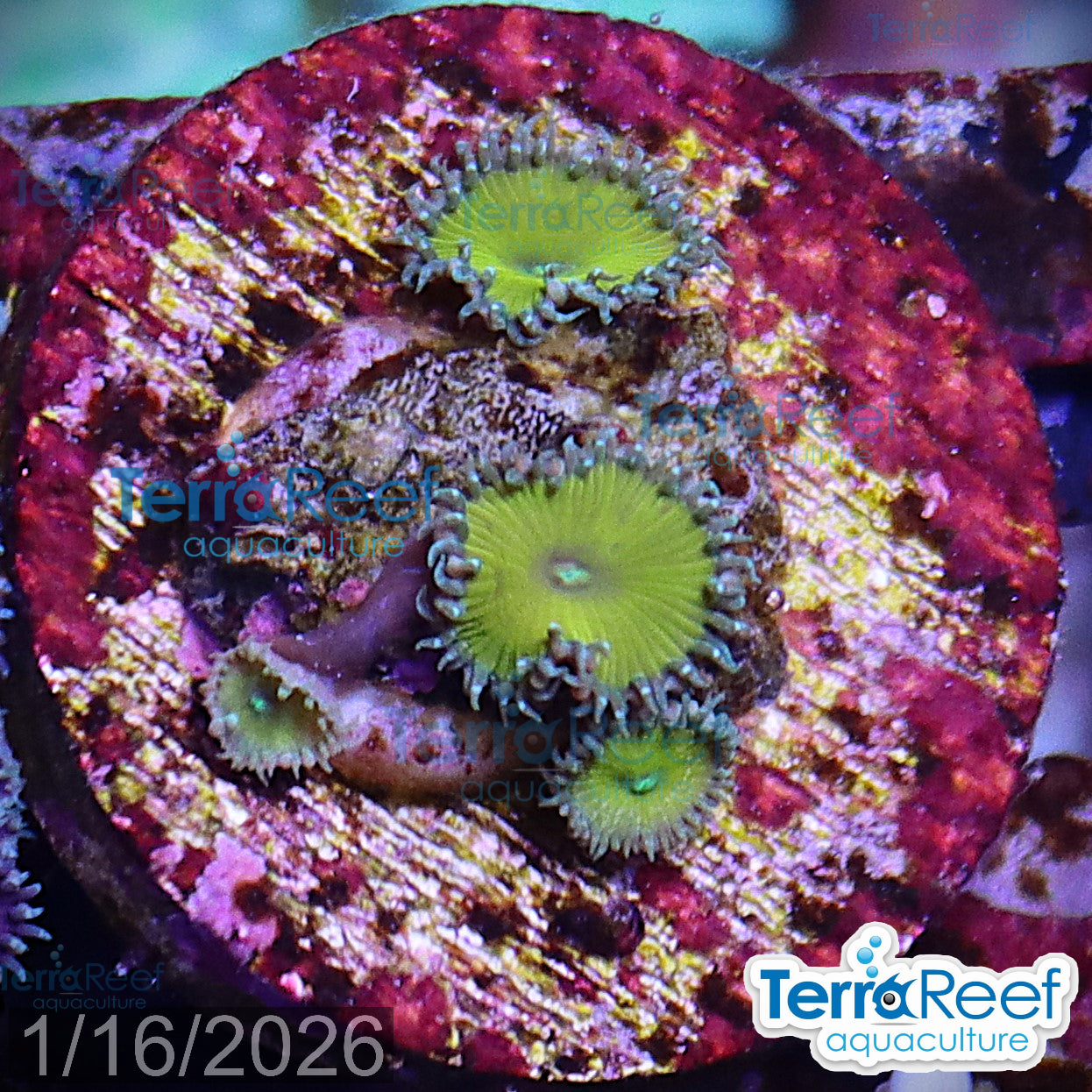 Nuclear Green Paly Aquacultured WYSIWYG palythoa zoanthid coral frag for reef tank