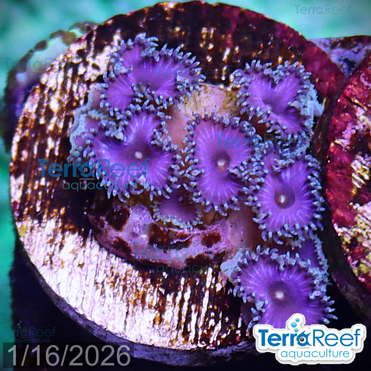 Purple Death Paly WYSIWYG Frag 32Stairs