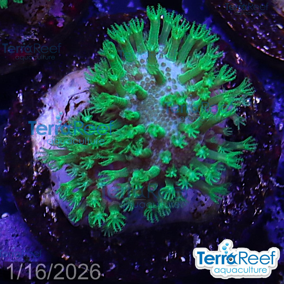 Tyree Green Sarcophyton Toadstool leather WYSIWYG Mini frag 22Right