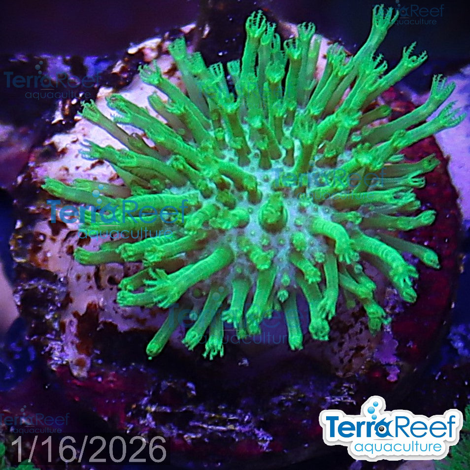 Tyree Green Sarcophyton Toadstool leather WYSIWYG Mini frag 23Middle