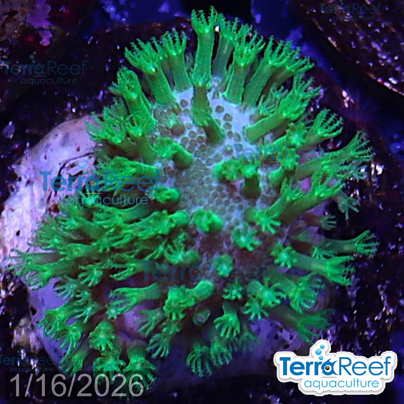 Tyree Green Sarcophyton Toadstool leather WYSIWYG Mini frag 22Right