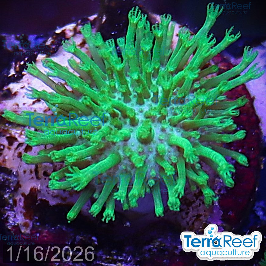 Tyree Green Sarcophyton Toadstool leather WYSIWYG Mini frag 23Middle