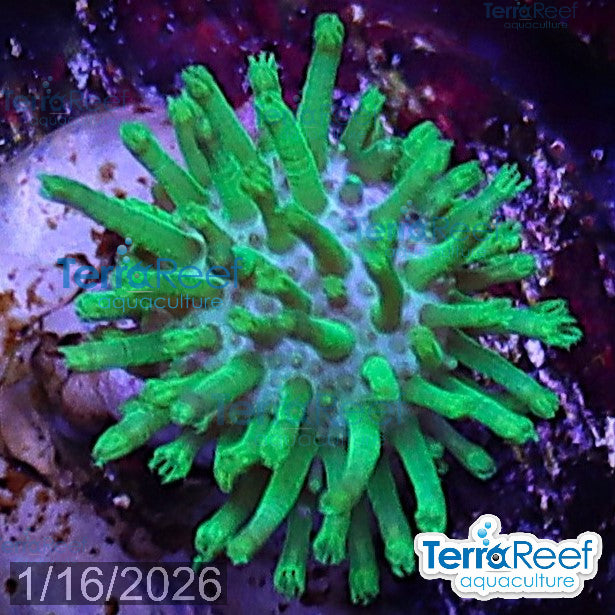 Tyree Green Sarcophyton Toadstool leather WYSIWYG Mini frag 24Left