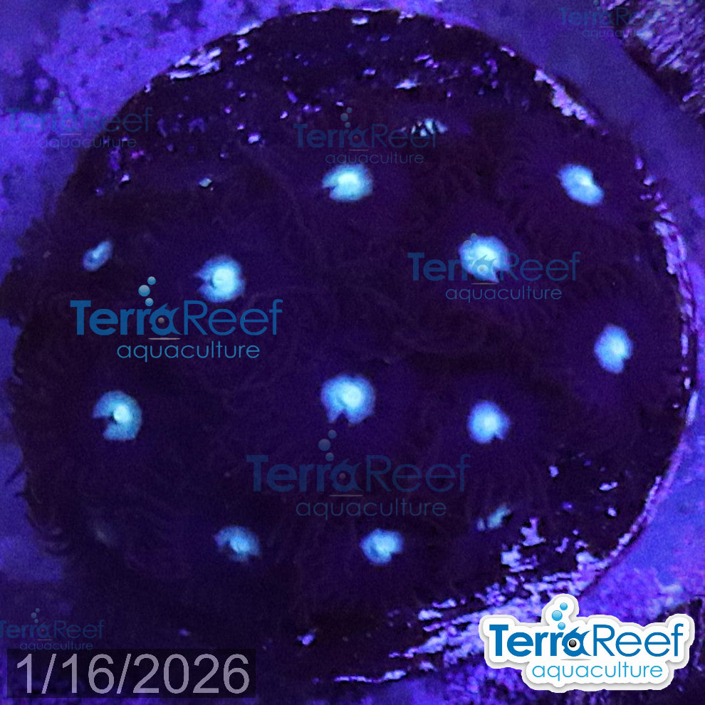 Mint Chocolate Chip Zoanthid aquacultured WYSIWYG coral frag for reef aquarium