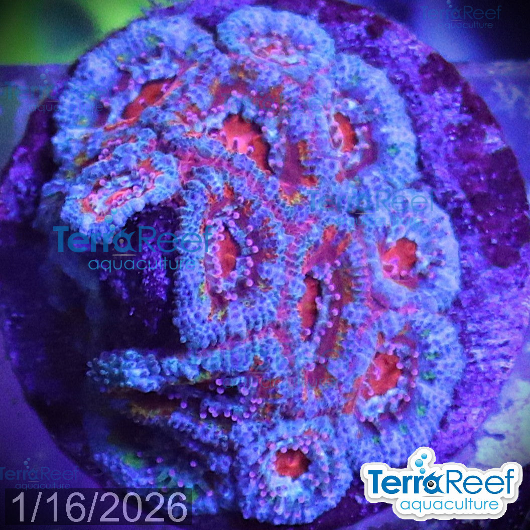 Aquacultured WYSIWYG rainbow red Micromussa acan lord coral frag for reef aquarium
