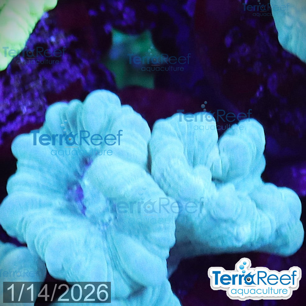 Green Candy Cane WYSIWYG Frag 46MidRight